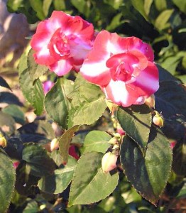 1impatiens_walleriana3