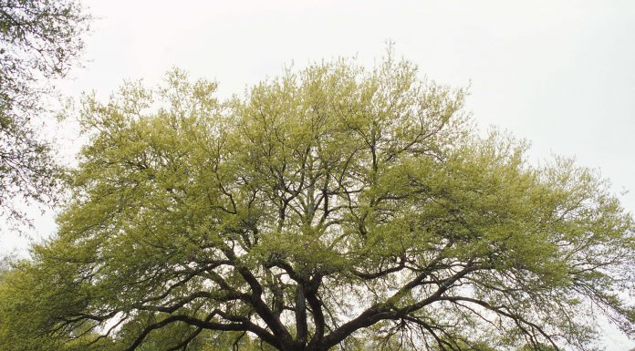 *FLESSIBILITA’* la terza emozione di Primavera