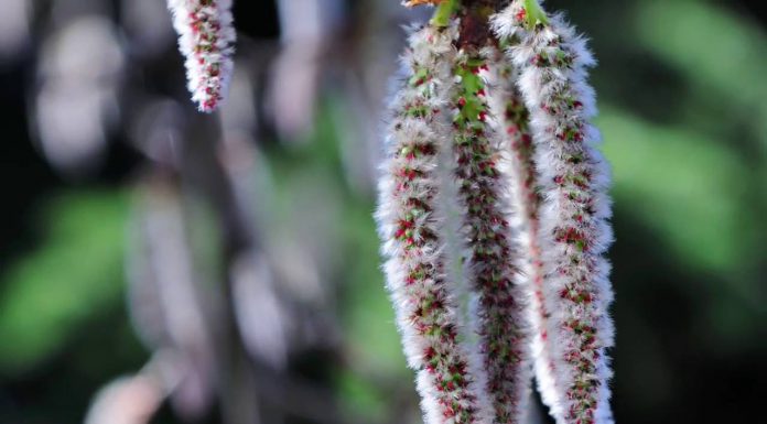 *FEDE* la sesta ed ultima emozione di Primavera