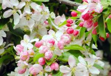 *PUREZZA* la quinta emozione di Primavera