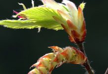 *FRESCHEZZA* la seconda emozione dell’estate