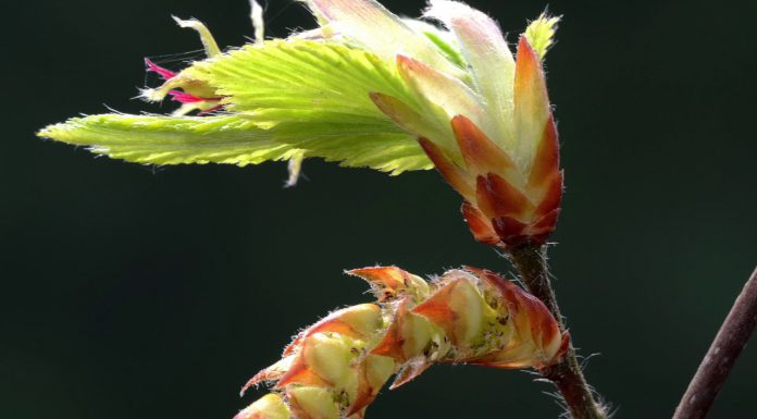 *FRESCHEZZA* la seconda emozione dell’estate