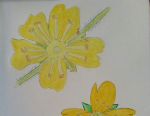 *ARMONIA* la quarta emozione dell’estate